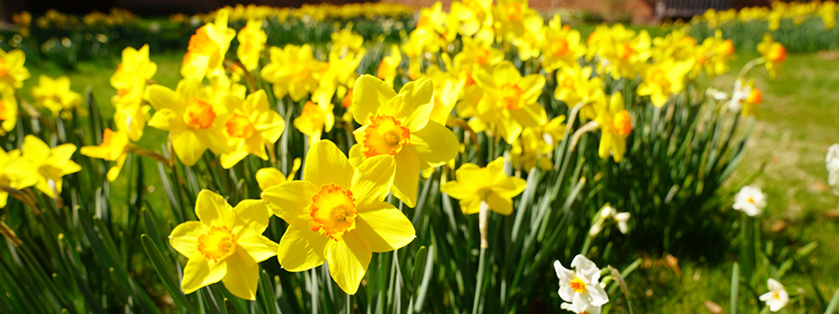 Daffodils in bloom in the Wren Yard