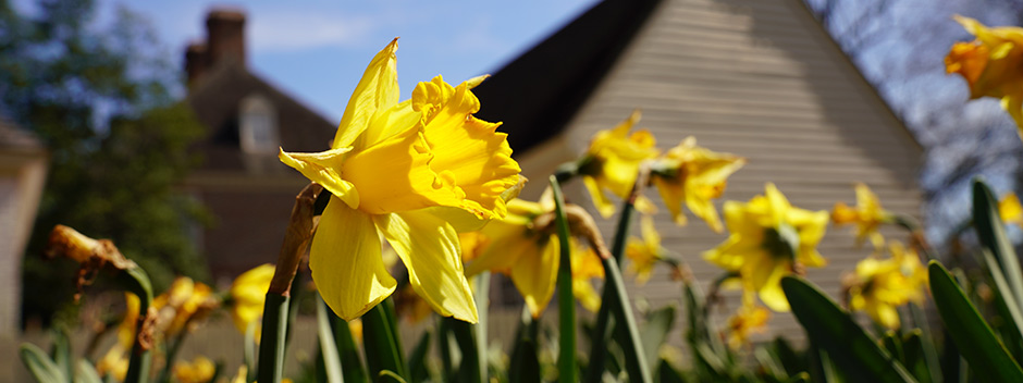 Daffodils in bloom in the Wren Yard