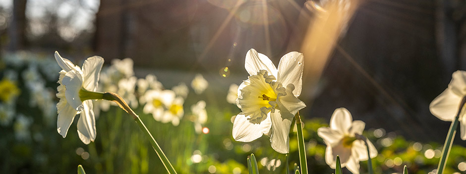 Daffodils in bloom with morning light shining