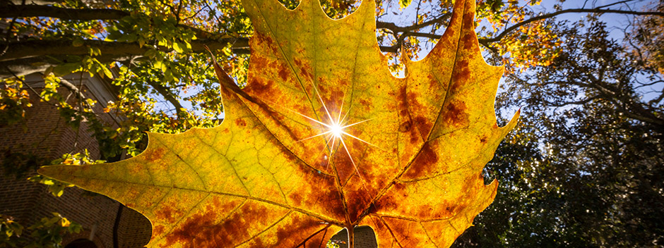 A close-up view of a leaf changing to golden and brown hues with a sun flare coming through and the branches of a tree in the background
