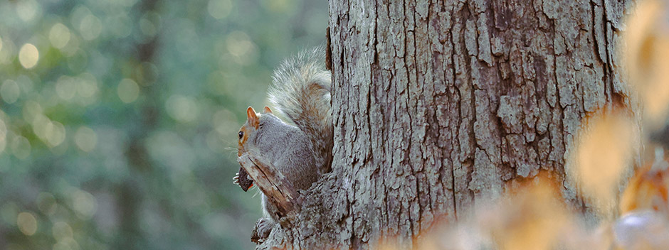 A squirrel holding a nut sits on the side of a large tree with blurred greenery in the background