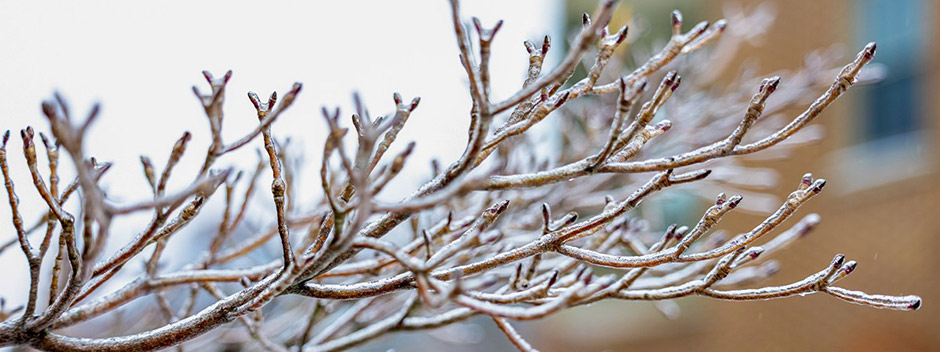 Close up view of ice coated branches with a brick building blurred in the background